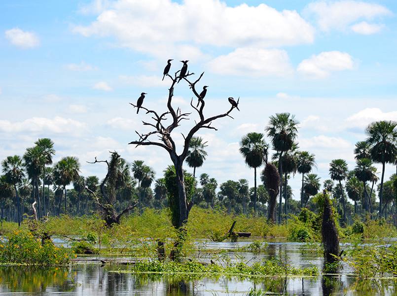 Bañado La Estrella, humedal formoseño con aves y vegetación